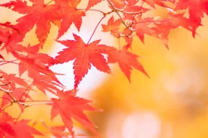 社内でできるWeb用写真づくりセミナーのサンプル写真